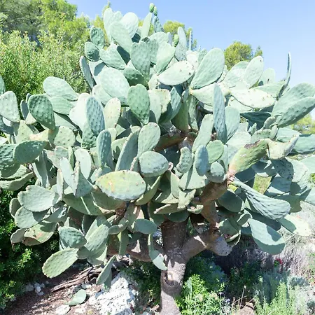 Farm stay Masseria Caliani